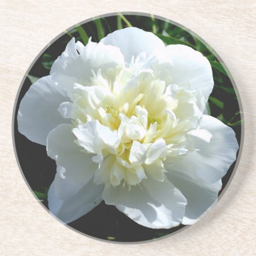 Elegant white peony floral white flower photo coaster
