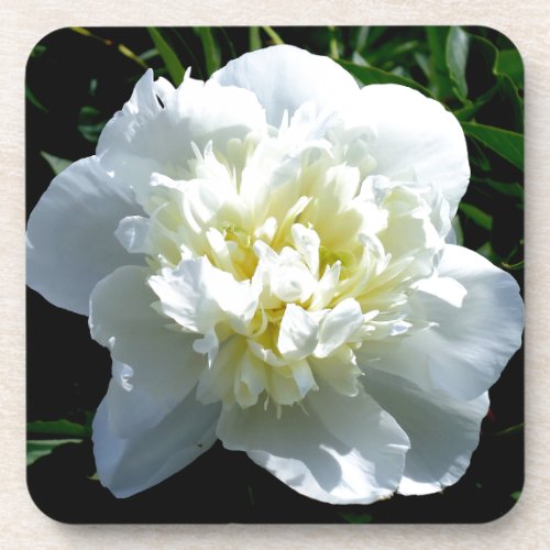 Elegant white peony floral white flower photo coaster