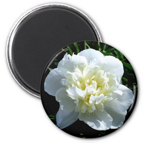 Elegant white peony floral white flower photo magnet