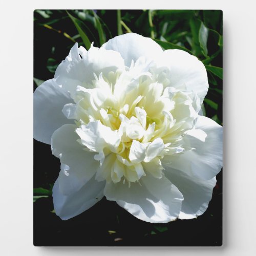 Elegant white peony floral white flower photo plaque