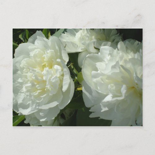 Elegant white peony floral white flower photo postcard