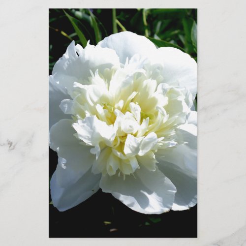 Elegant white peony floral white flower photo stationery