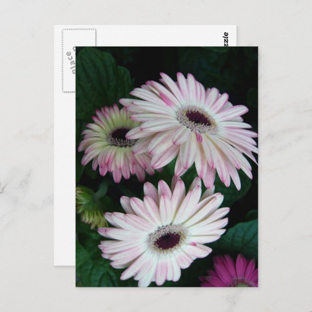 Elegant White & Pink Gerber Daisy Floral Postcard (Front/Back)