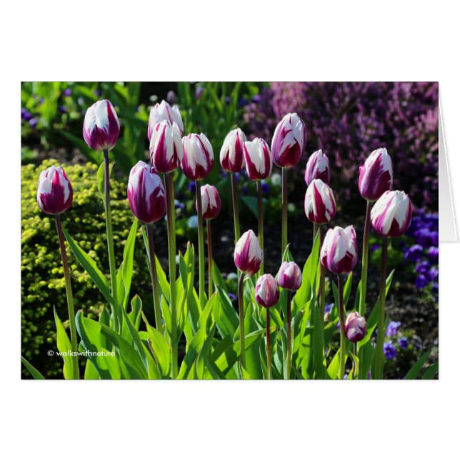 Elegant White Purple Flaming Flag Triumph Tulips Cards (Front Horizontal)