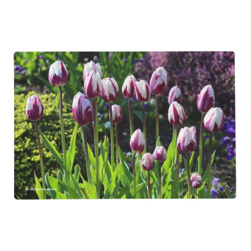 Elegant White Purple Flaming Flag Triumph Tulips Placemat