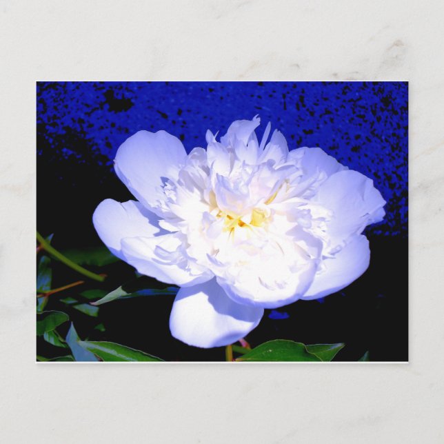 Elegant white purple Peony Postcard (Front)