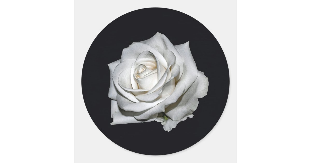 Elegant White Rose Floral Photo Classic Round Sticker | Zazzle