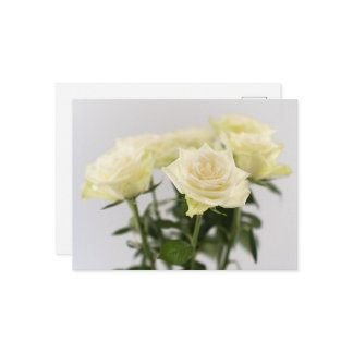 Elegant White Rose Flowers Photograph On Gray Postcard