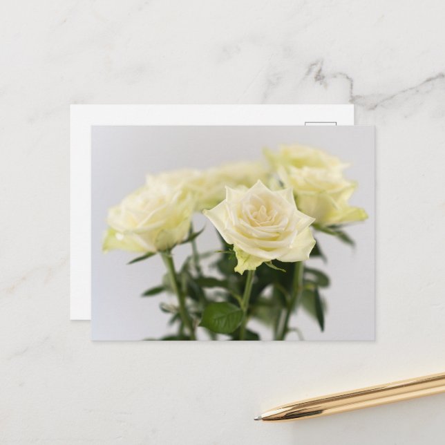 Elegant White Rose Flowers Photograph On Gray Postcard (Front/Back In Situ)