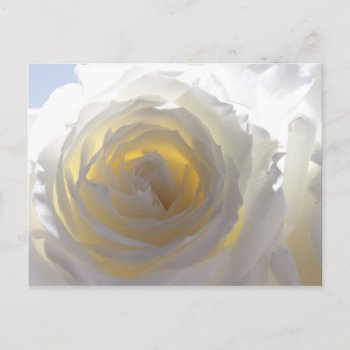 Elegant White Rose Postcard by RosaAzulStudio at Zazzle