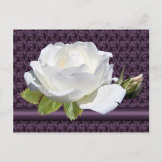 Elegant White Rose Postcards