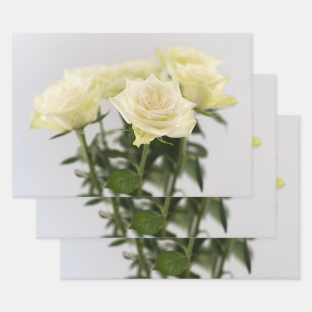 Elegant White Roses Timeless Flower Photograph Wrapping Paper Sheets (Set)