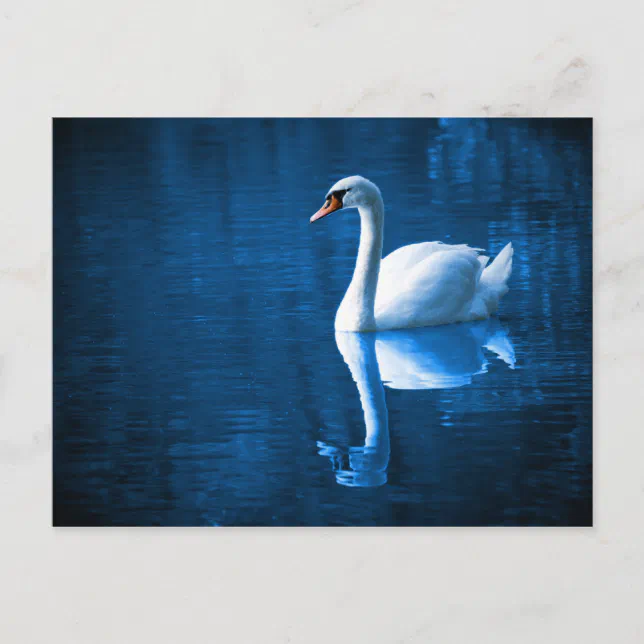 Elegant White Swan Postcard | Zazzle