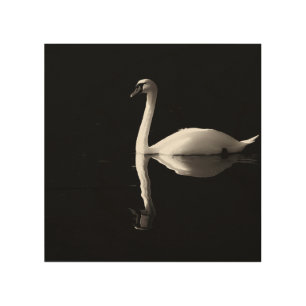 Elegant White Swan Reflection On Black Lake Wood Wall Art