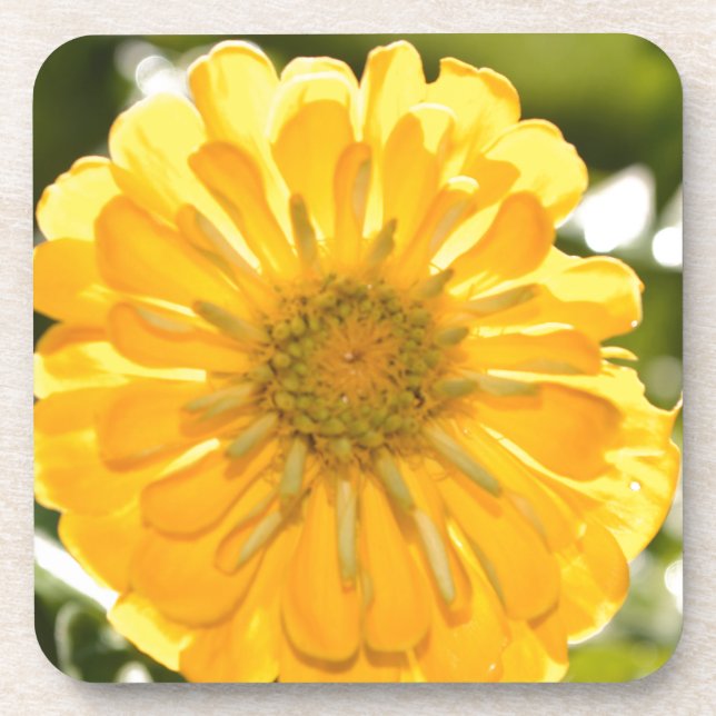 Elegant yellow floral flower daisy beverage coaster (Front)