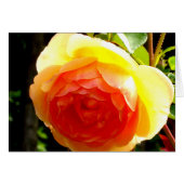 Elegant yellow peach red apricot floral rose (Front Horizontal)