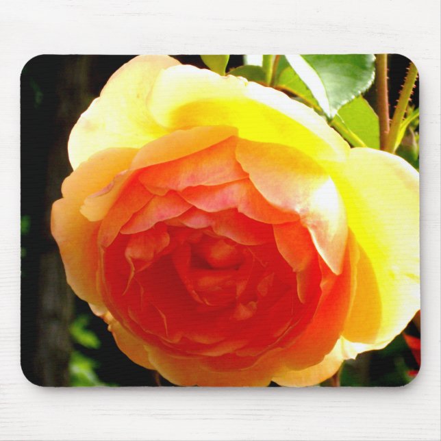 Elegant yellow peach red apricot floral rose mouse pad (Front)