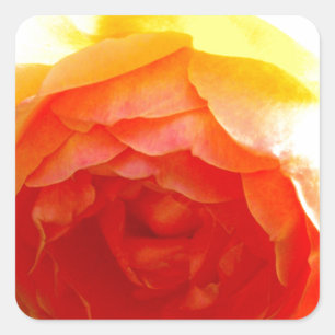 Elegant Yellow Rose yellow floral yellow flower Square Sticker