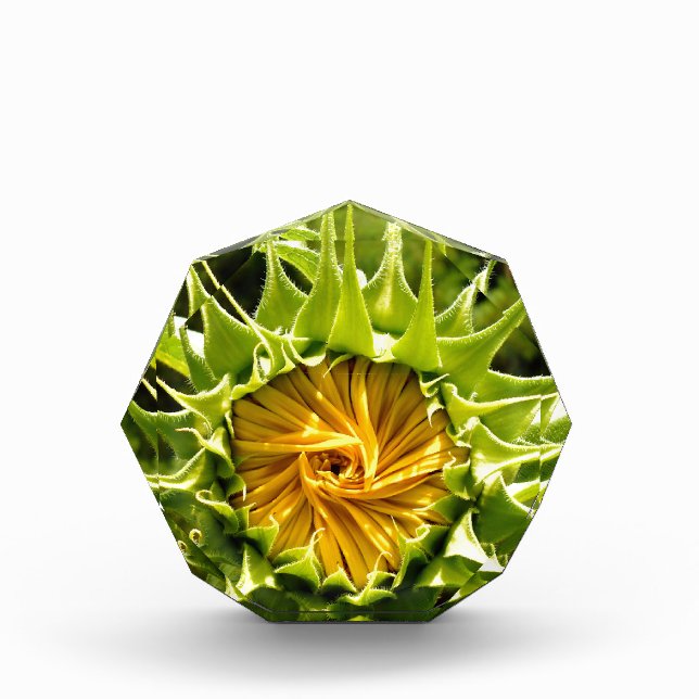 Elegant yellow sunflower photo acrylic award (Front)