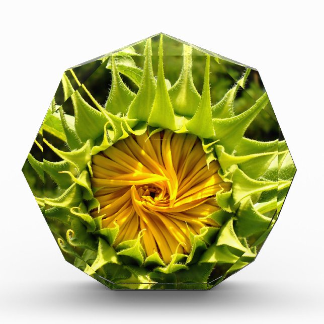 Elegant yellow sunflower photo acrylic award (Front)