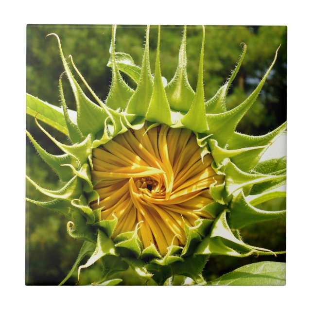 Elegant yellow sunflower photo tile (Front)