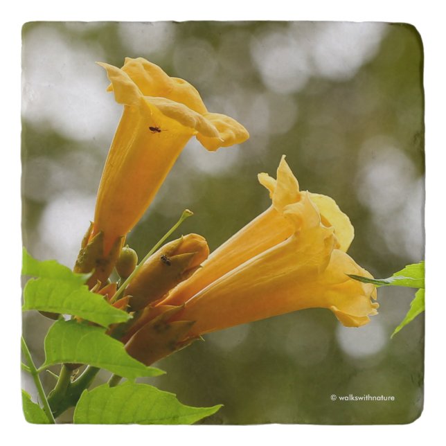 Elegant Yellow Trumpet Vine Flowers Trivet (Front)