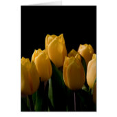 Elegant yellow tulips (Front)