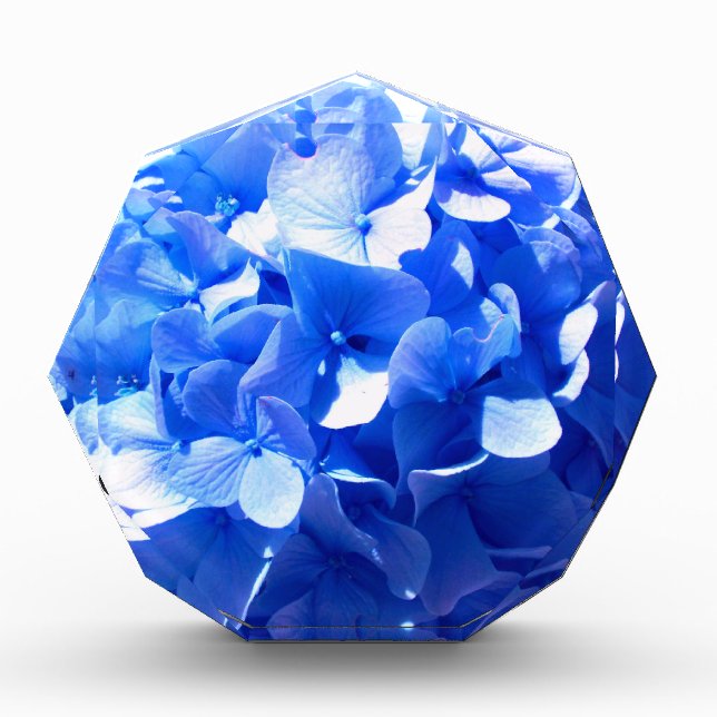 ElegantCobalt blue floral elegant hydrangeas  Acrylic Award (Front)