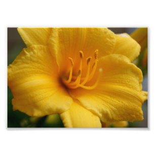 Elegent Yellow 5x7 Photographic Print