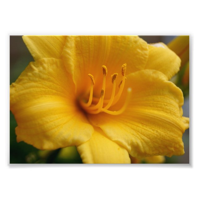 Elegent Yellow 5x7 Photographic Print (Front)