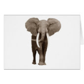 Elephant (Front Horizontal)