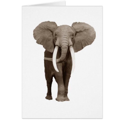 Elephant