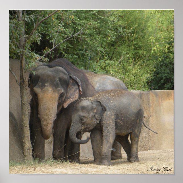 elephant4 poster (Front)