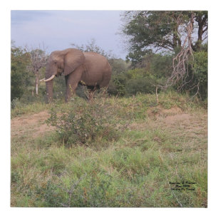 Elephant 10 x 10 Faux Wrapped Canvas