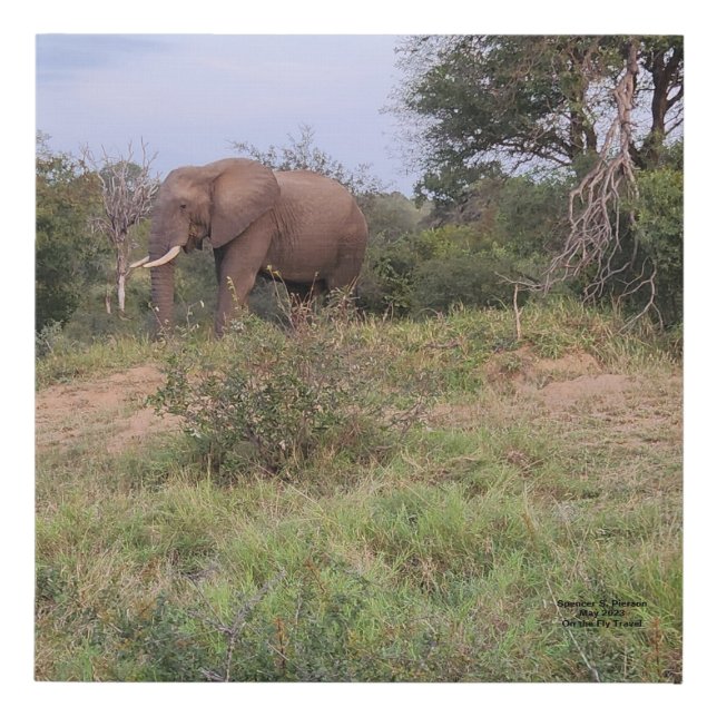 Elephant 10 x 10 Faux Wrapped Canvas (Front)