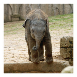 Elephant_20171101_by_JAMFoto Photo Print