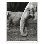 elephant-34 temporary tattoos