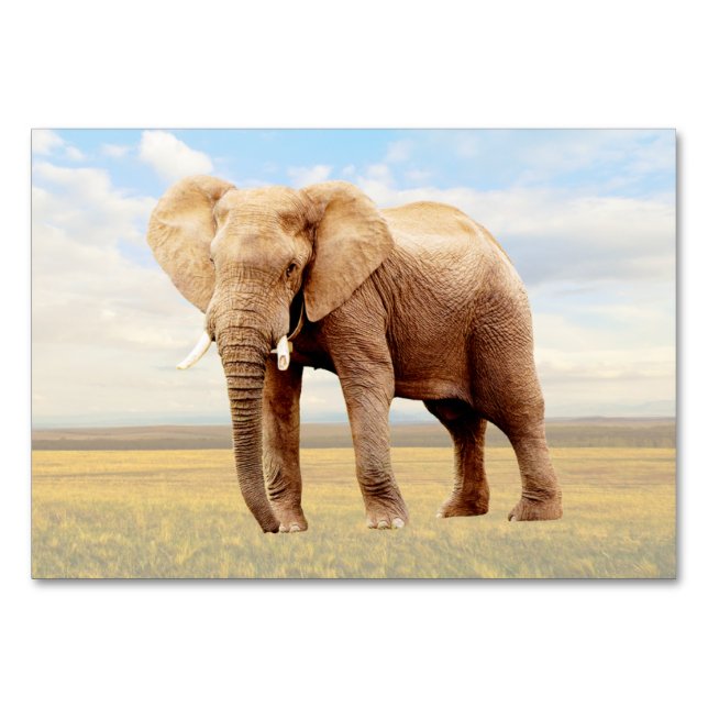 Elephant ABA Labeling Flashcard | Picture Card (Front)