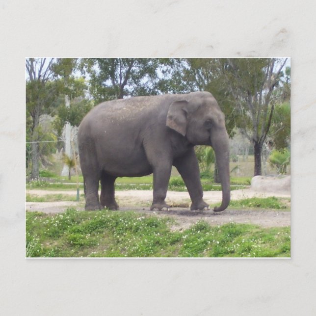 Elephant Along the Forest Trail Postcard (Front)
