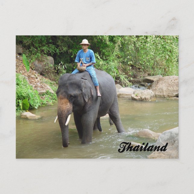 Elephant and Mahout Chiang Mai, Thailand Postcard (Front)