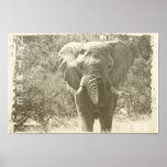 elephant animal pop art picture poster<br><div class="desc">elephant animal pop art picture</div>