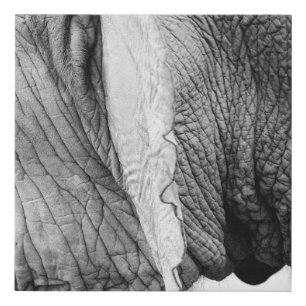 Elephant animal wildlife skin faux canvas print