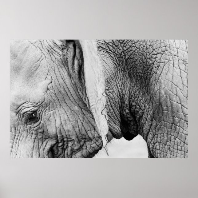 Elephant animal wildlife skin poster (Front)