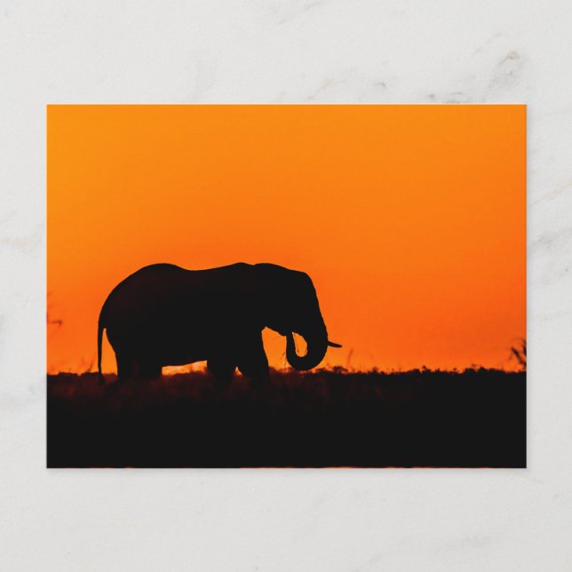 Elephant at Sunset in the Chobe Postcard (Front)