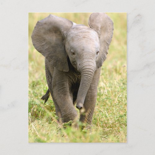 Elephant Baby Postcard