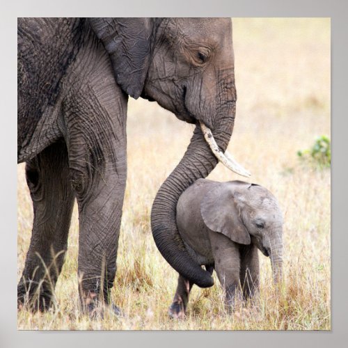 Elephant baby with Motherly love Poster