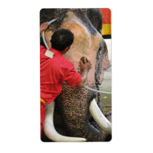 Elephant Bathtime ... Ayutthaya, Thailand Label