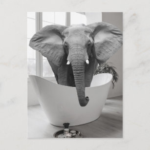 Elephant Bathtub Black White Bathroom art Postcard