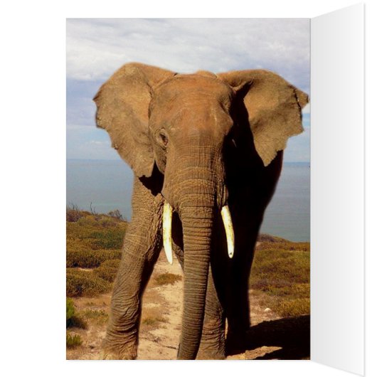 Elephant Beach Day Outing, (Inside (Left))