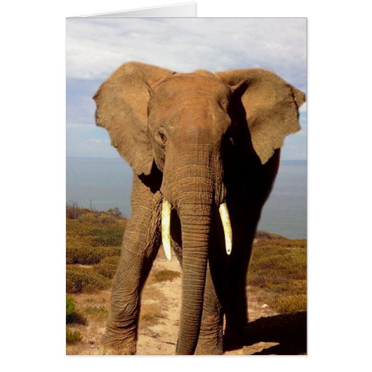 Elephant Beach Day Outing, (Front)